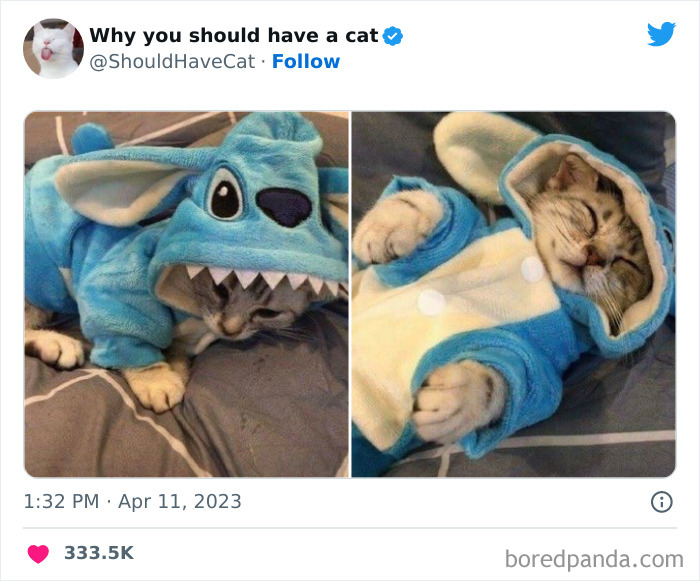 Reasons-Why-You-Should-Have-A-Cat