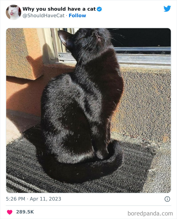 Reasons-Why-You-Should-Have-A-Cat