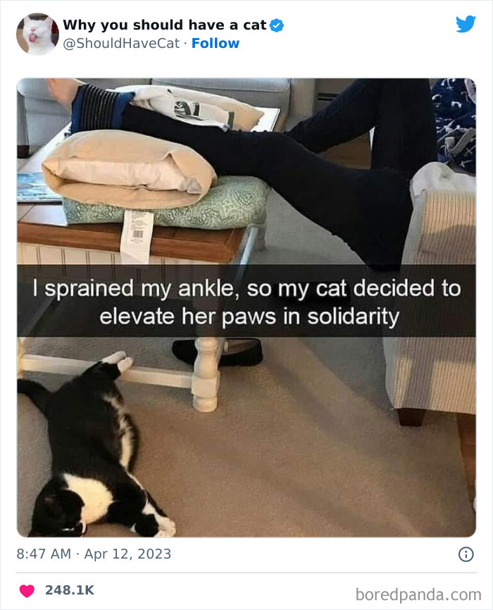 Reasons-Why-You-Should-Have-A-Cat