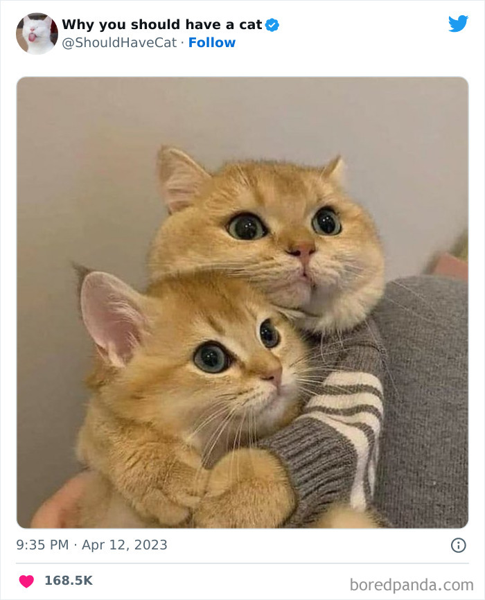 Reasons-Why-You-Should-Have-A-Cat