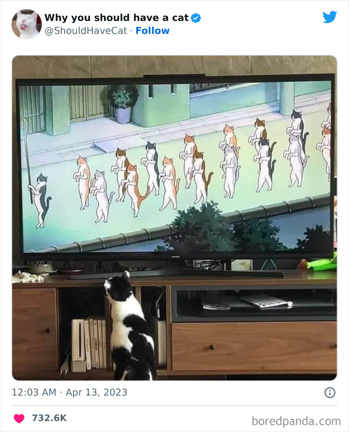 Reasons-Why-You-Should-Have-A-Cat