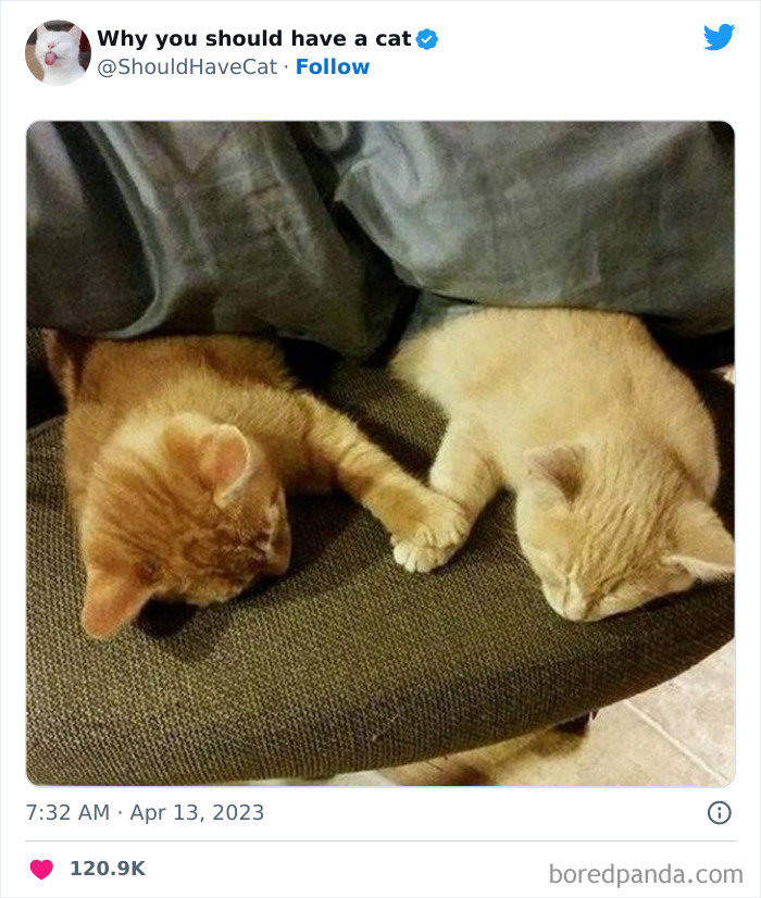 Reasons-Why-You-Should-Have-A-Cat