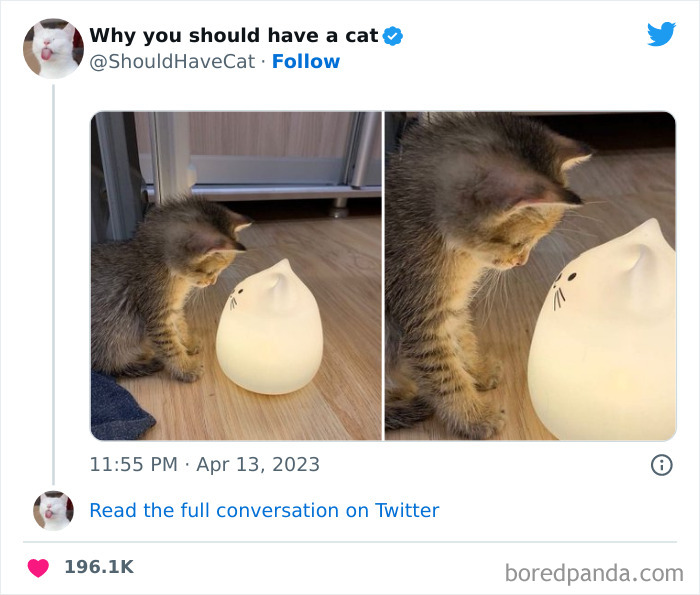 Reasons-Why-You-Should-Have-A-Cat