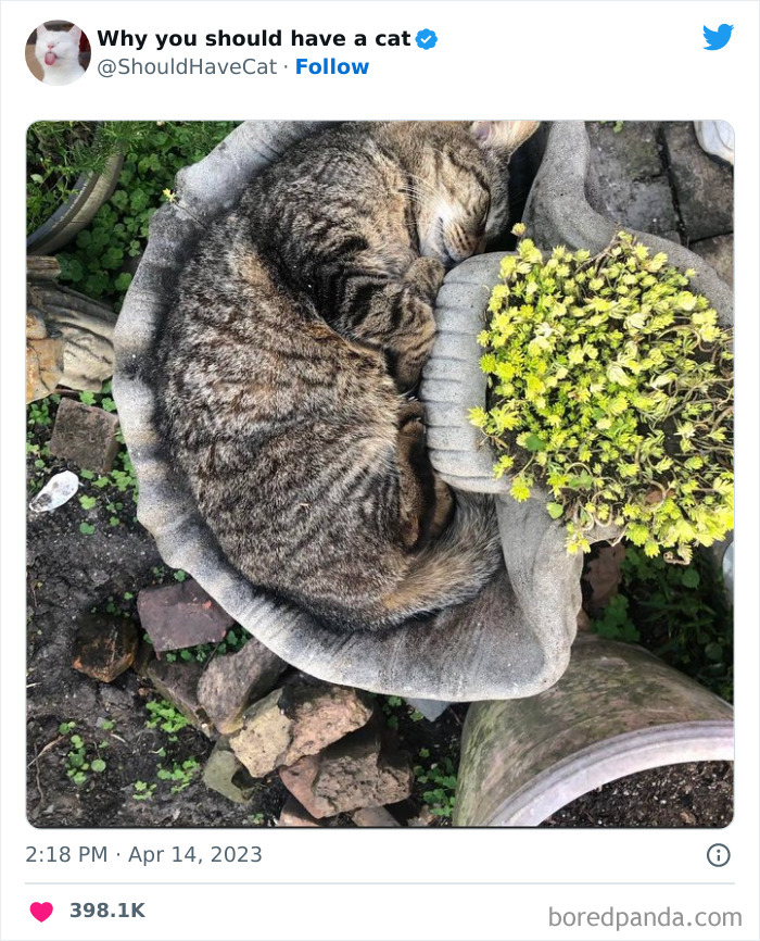 Reasons-Why-You-Should-Have-A-Cat