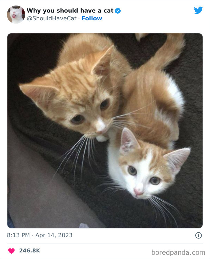 Reasons-Why-You-Should-Have-A-Cat