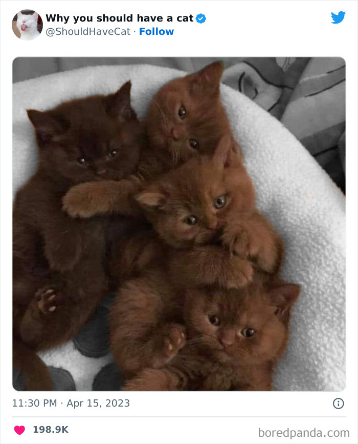 Reasons-Why-You-Should-Have-A-Cat