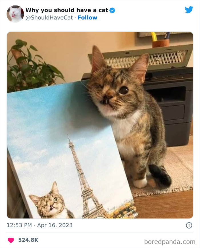 Reasons-Why-You-Should-Have-A-Cat