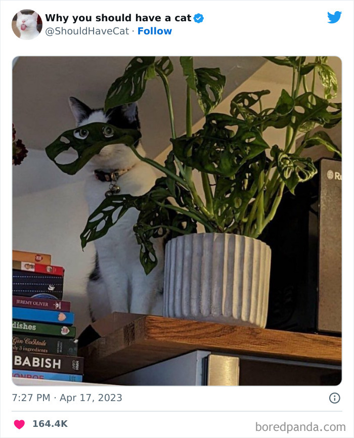 Reasons-Why-You-Should-Have-A-Cat