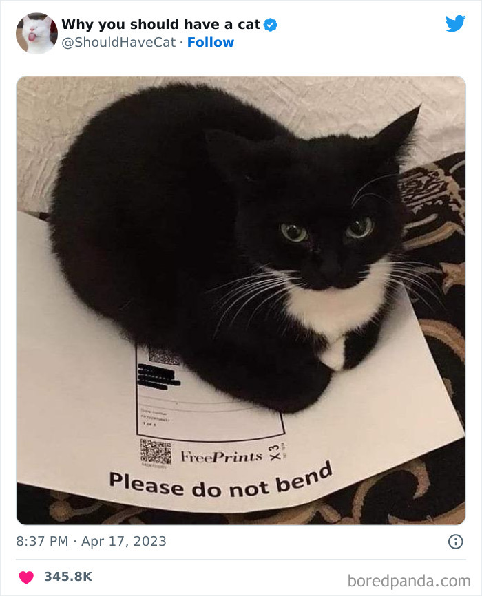 Reasons-Why-You-Should-Have-A-Cat