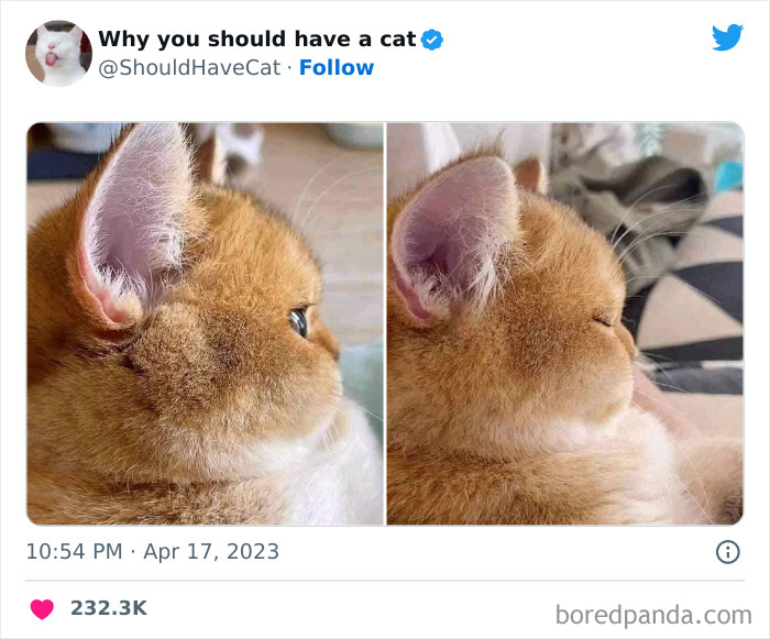 Reasons-Why-You-Should-Have-A-Cat