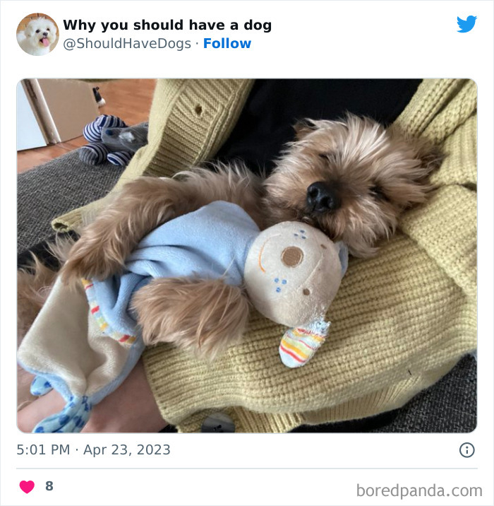 Why-You-Should-Have-A-Dog-Twitter