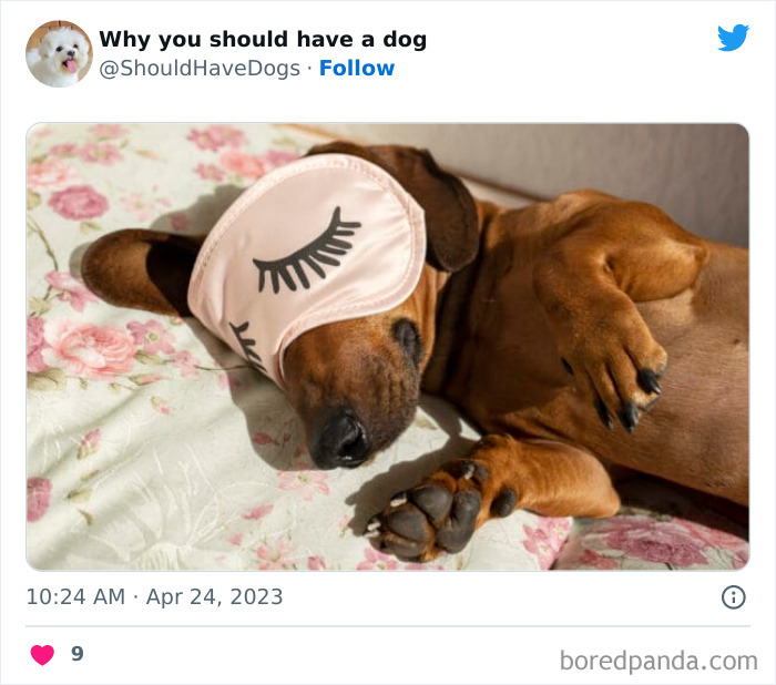 Why-You-Should-Have-A-Dog-Twitter