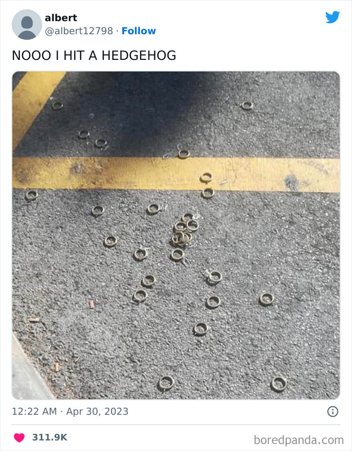 Not 'A' Hedgehog, The Hedgehog