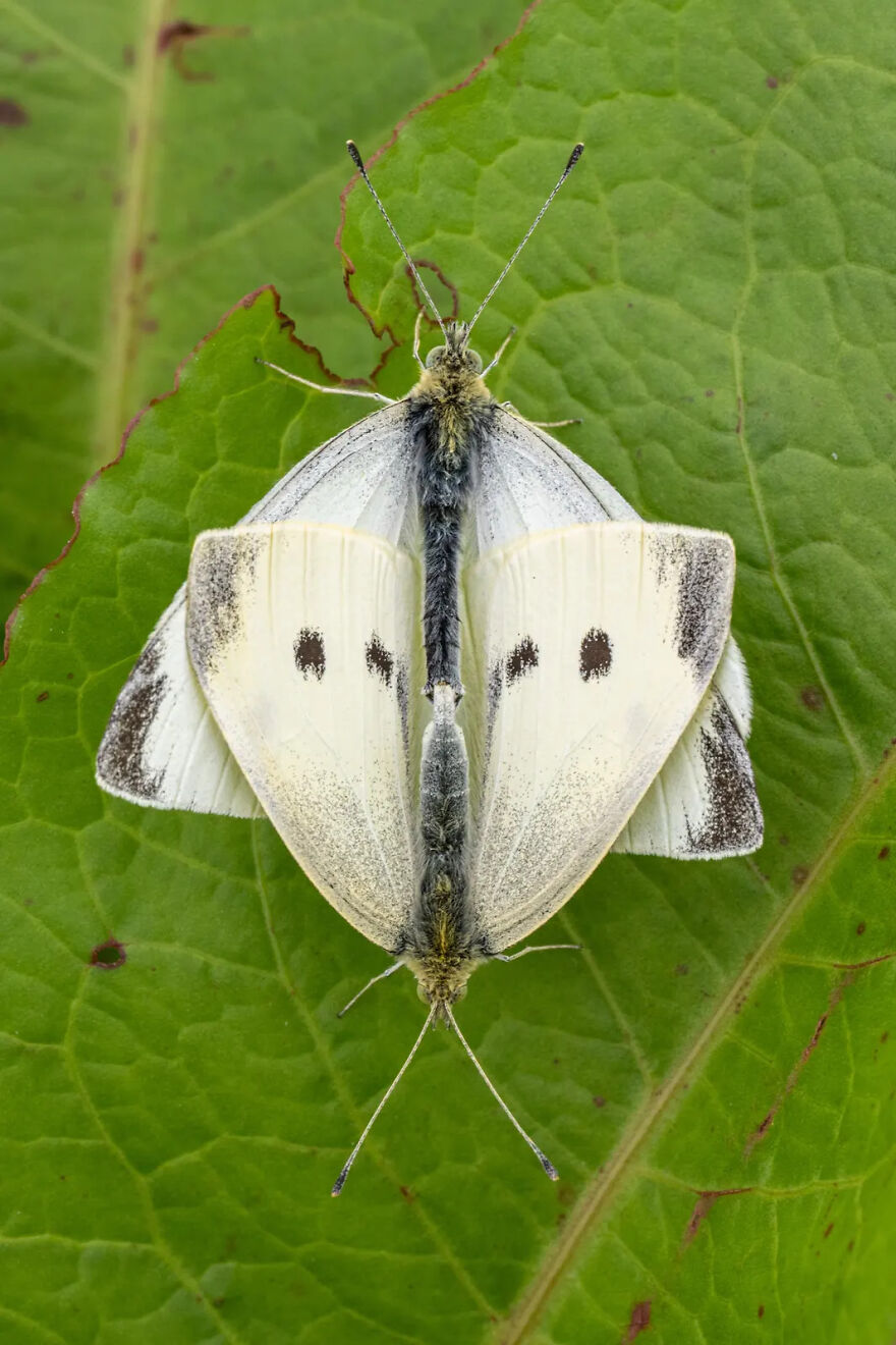 Photograph By Jamie Smart/Royal Entomological Society
