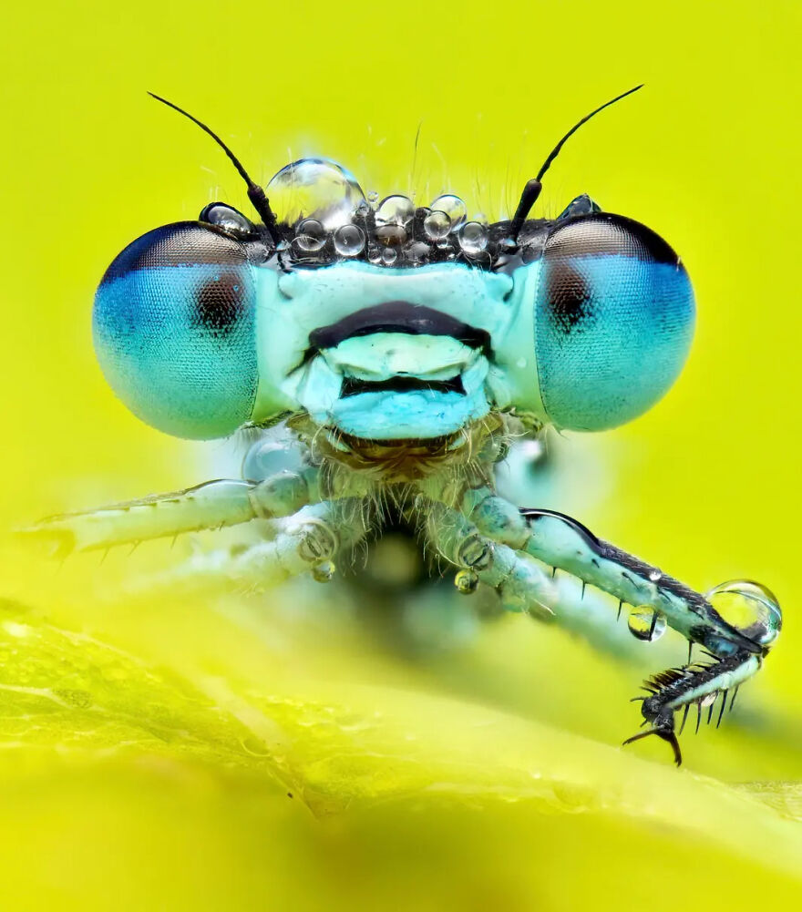 Photograph By Gustav Parenmark/Royal Entomological Society
