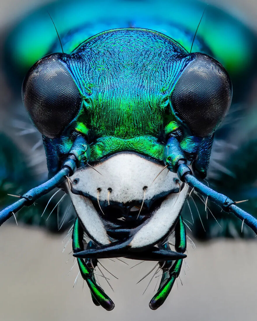 Photograph By Benjamin Salb/Royal Entomological Society