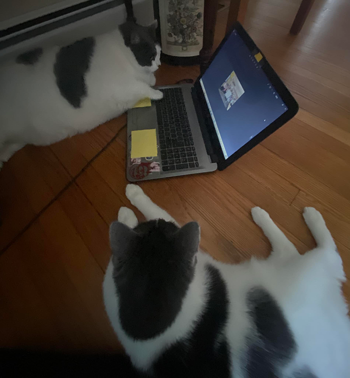 The Journey Of Patches, A 40-Pound Cat, Begins Anew After He Gets Adopted And Is Put On A Special Diet The Journey Of Patches, A 40-Pound Cat, Begins Anew After He Gets Adopted And Is Put On A Special Diet