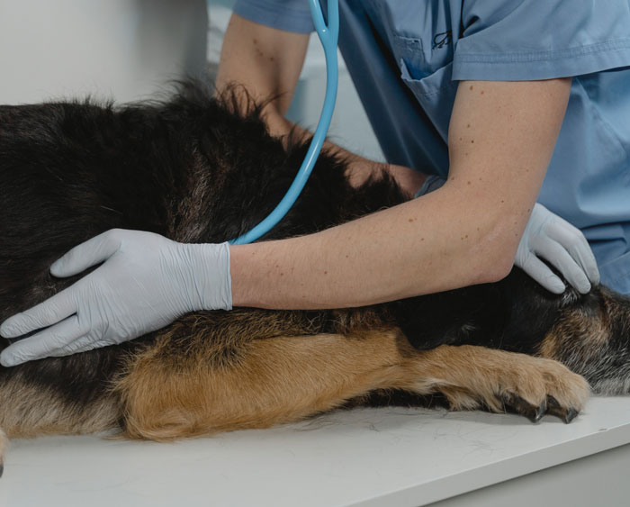 “A Dog Is Not The Same As A Husband”: Woman Loses Patience With Her Sister For Nonstop Comparisons Of Their Losses “A Dog Is Not The Same As A Husband”: Woman Loses Patience With Her Sister For Nonstop Comparisons Of Their Losses