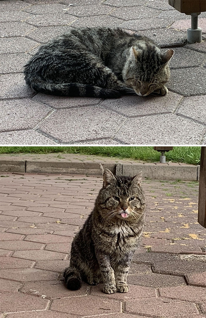 Finally, After 5 Years Of Taking Care Of This Very Friendly, But Also Kinda Shy, Stray Cat, We Were Able To Catch Him, Take Him To The Vet And Finally Officially Adopt Him