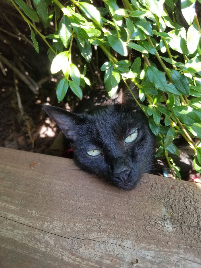 Demitricles Enjoying A Lazy Summer Afternoon