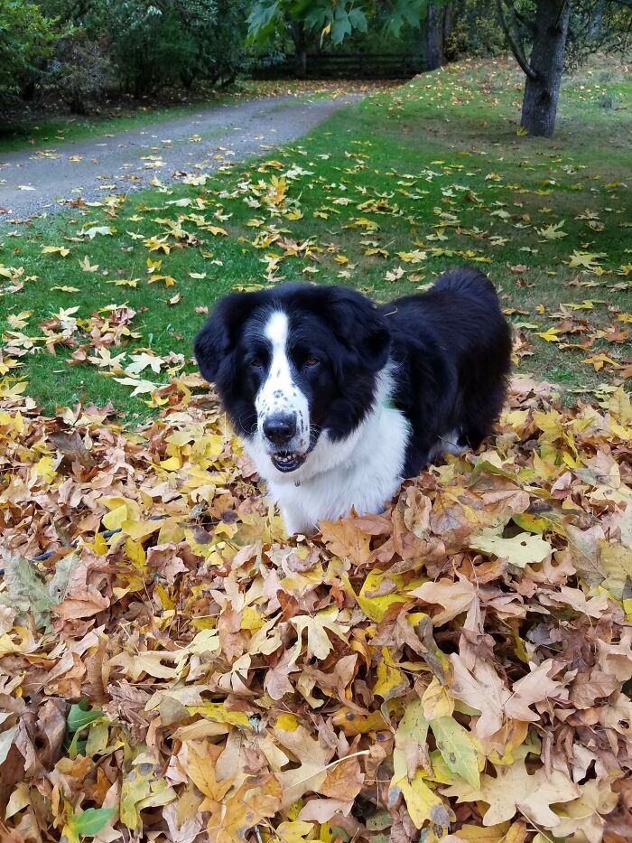 Riley Loved Playing In Leaf Piles (Rip 2020)