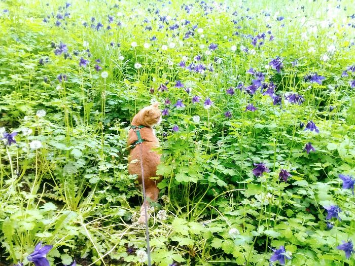 Owen In The Columbine