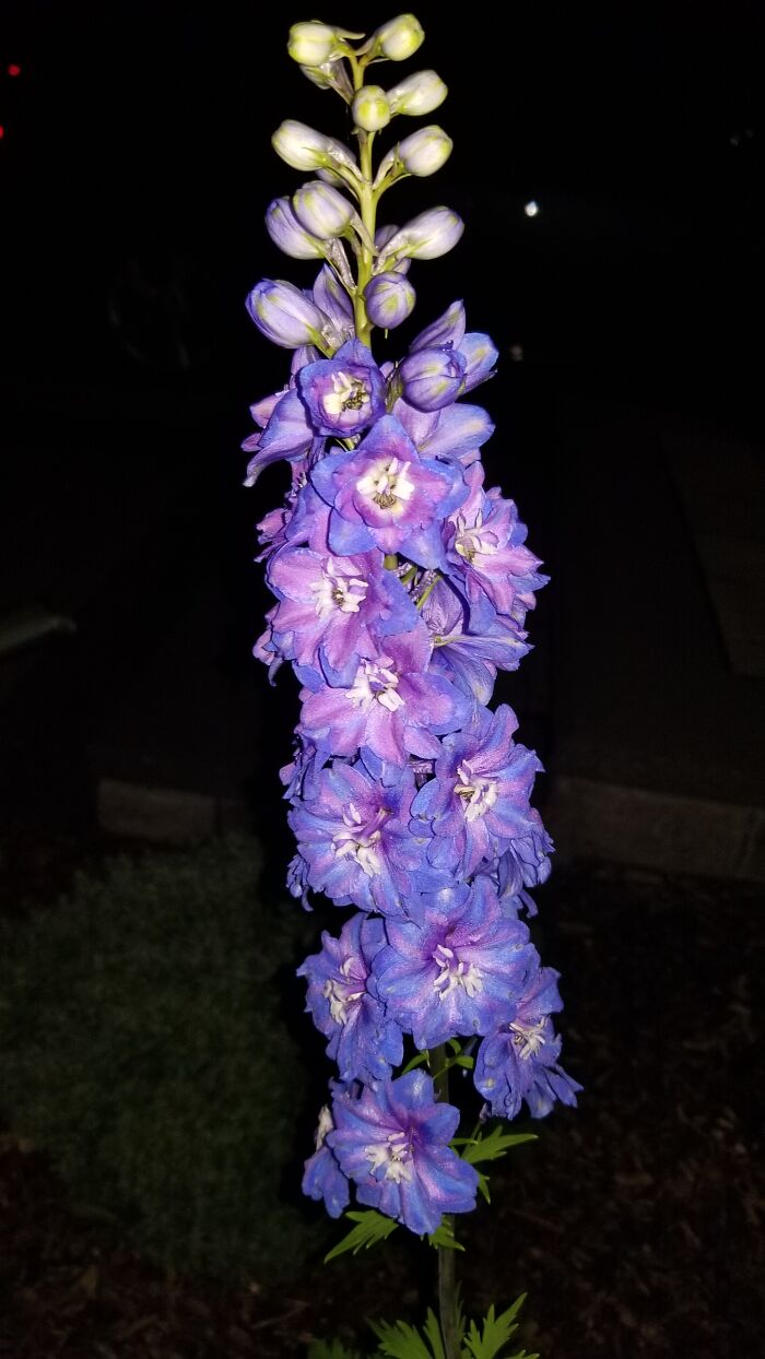 The Candle Larkspur In My Front Yard