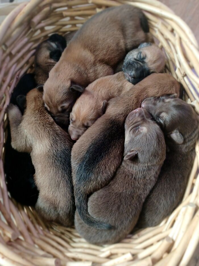 Basket Full Of Puppies