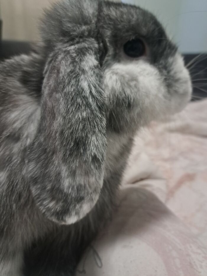 My 1 Year Old Bunny Named Ace Mocha Chino