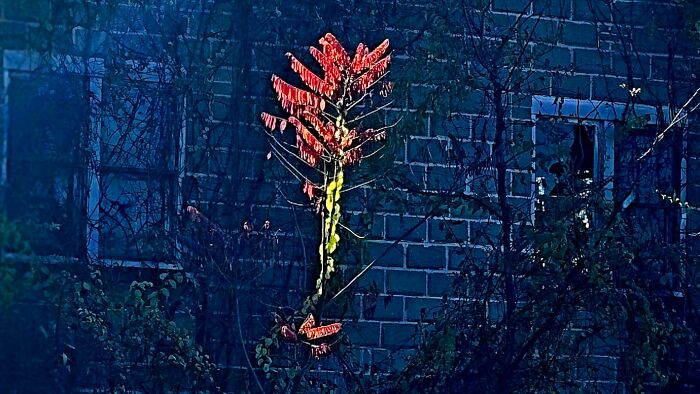 Sunlight Hit Just Right