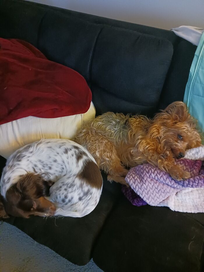 These 2 Are Not Morning Dogs. Charlie (Yorkie Mix) Has Serious Side Eye Game. Joy ( Dachsund) Just Ignores Me