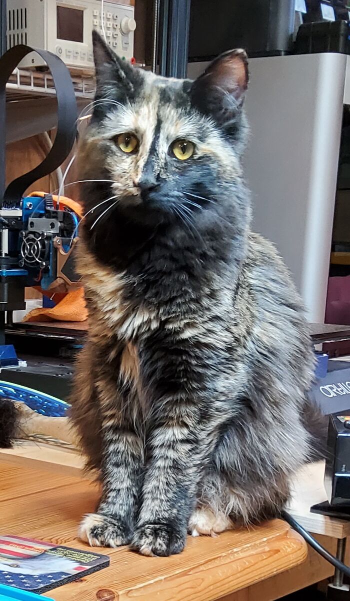 Our Rescue Kitten, Freyae