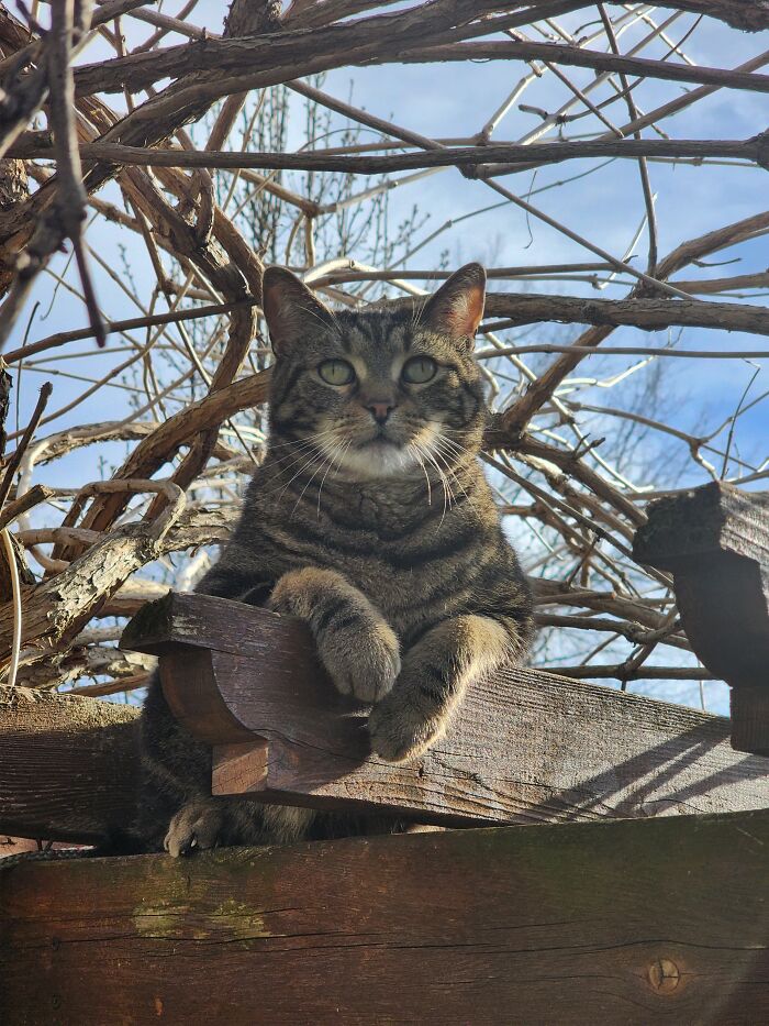 Augustus Gloop On His Stoop