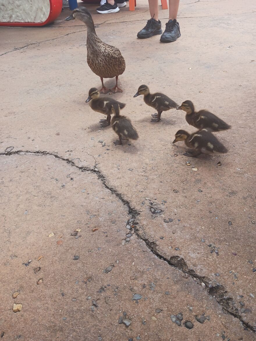 Mallard And Her Babies