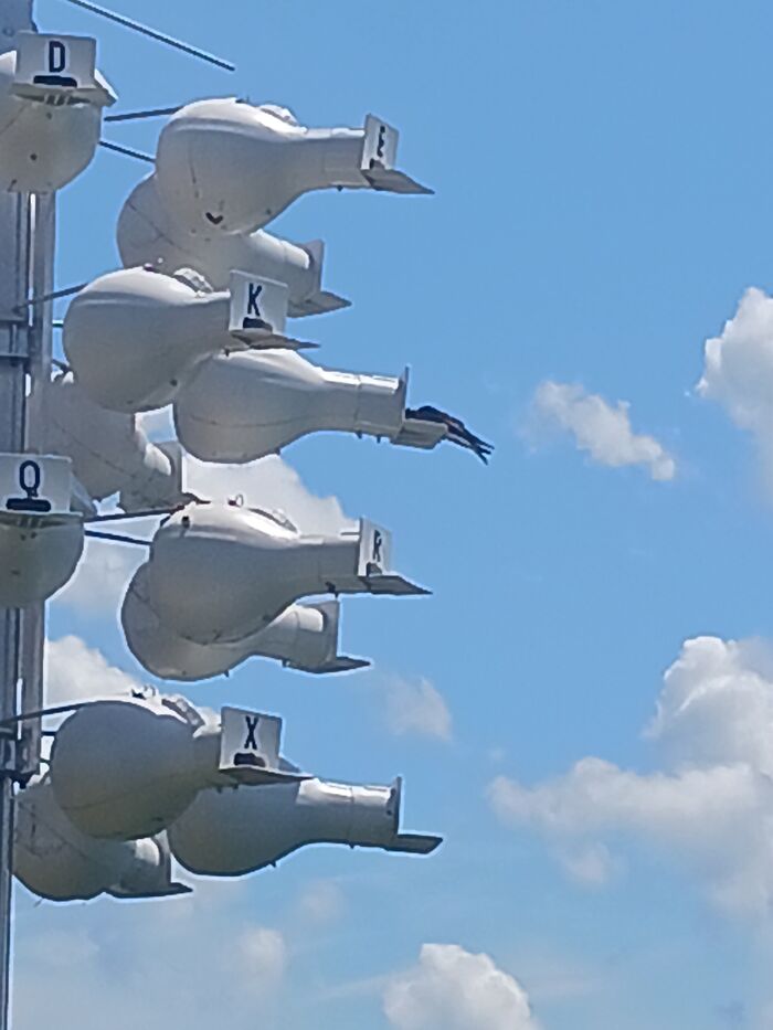 Purple Martin