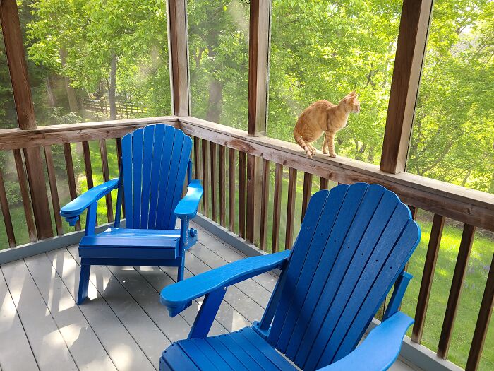 Bright Blue Chairs And Kittens