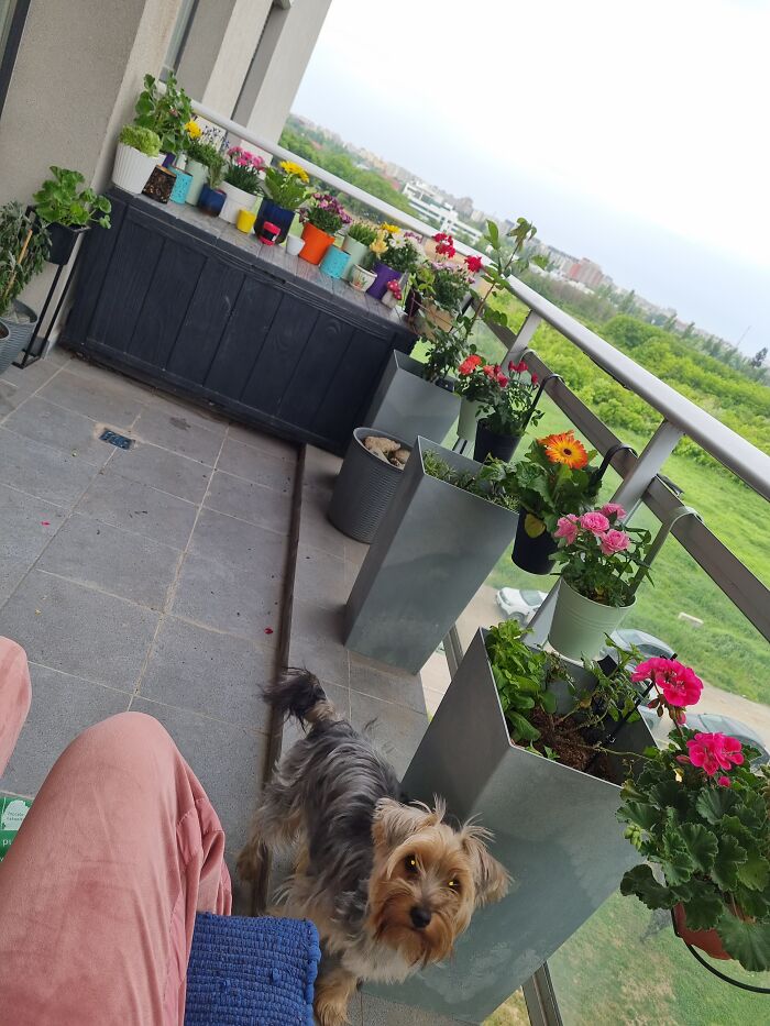 Flowers And Their Furry Guardian