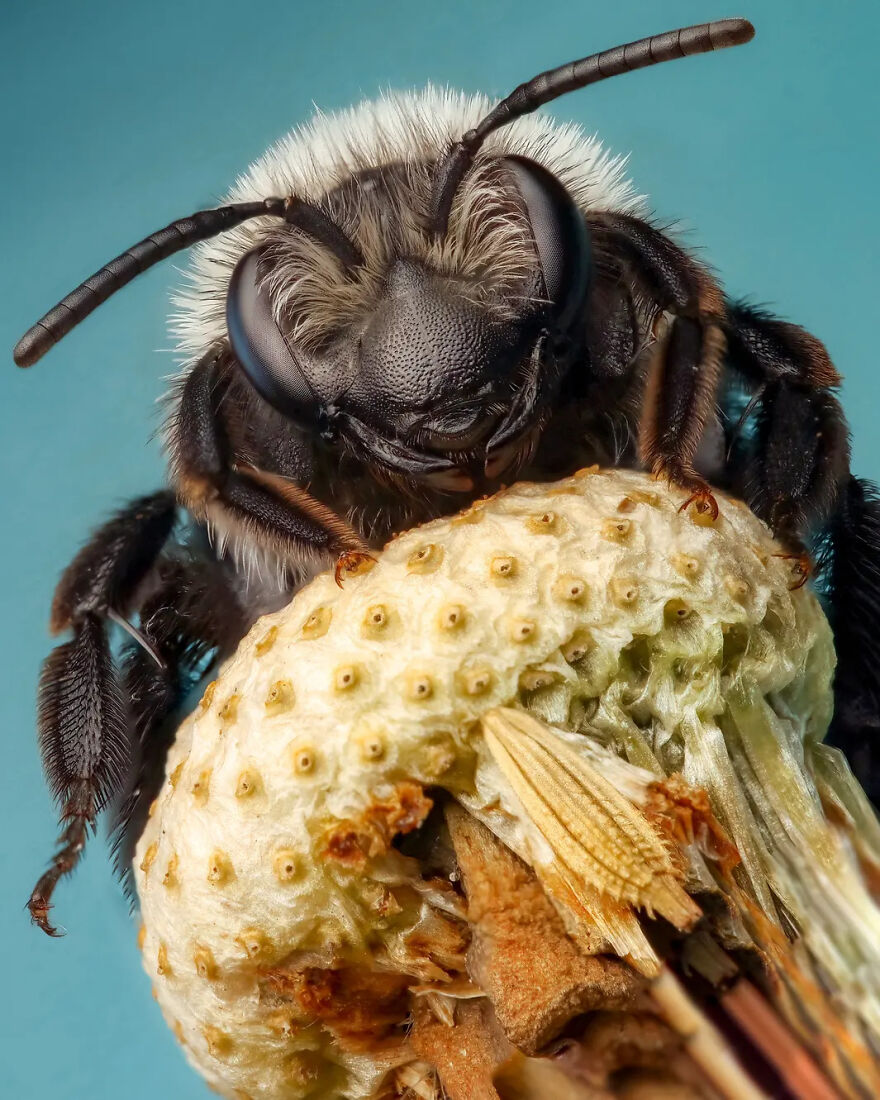 Photograph By Rory Lewis/Royal Entomological Society