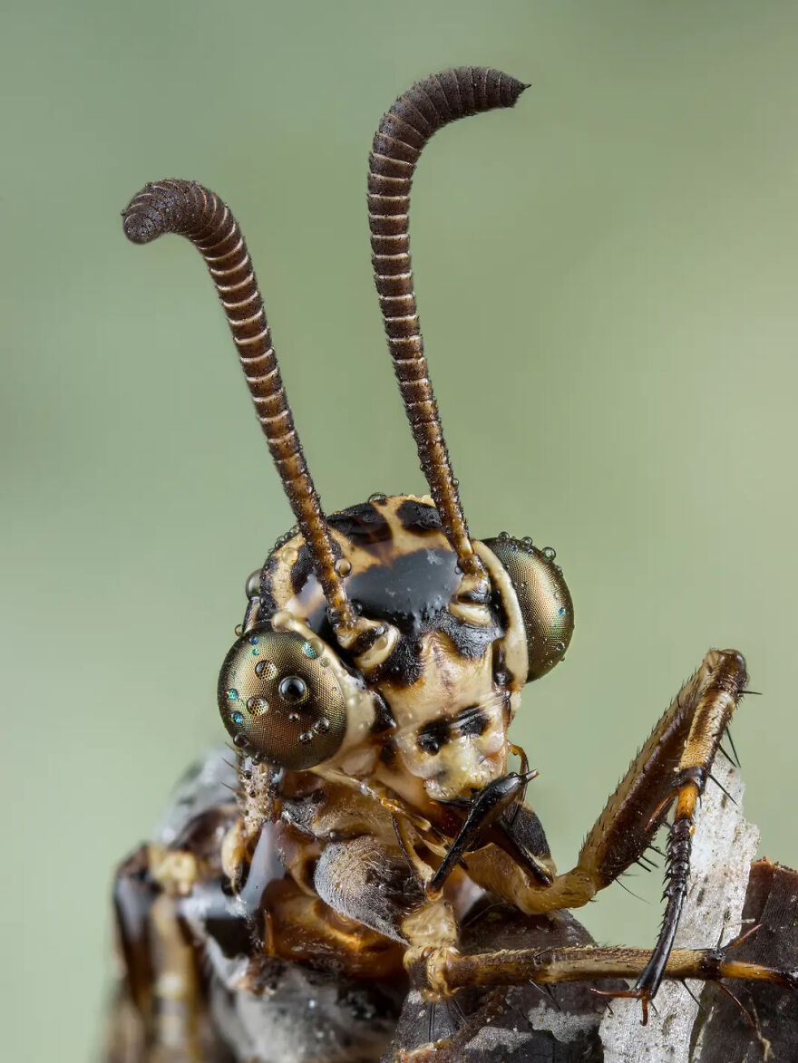 Photograph By Dennis Teichert/Royal Entomological Society