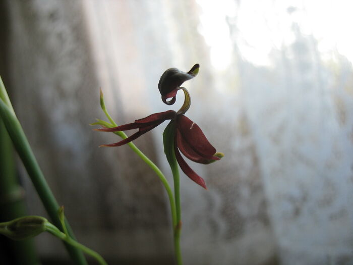 Flying Duck Orchid (Caleana Major)