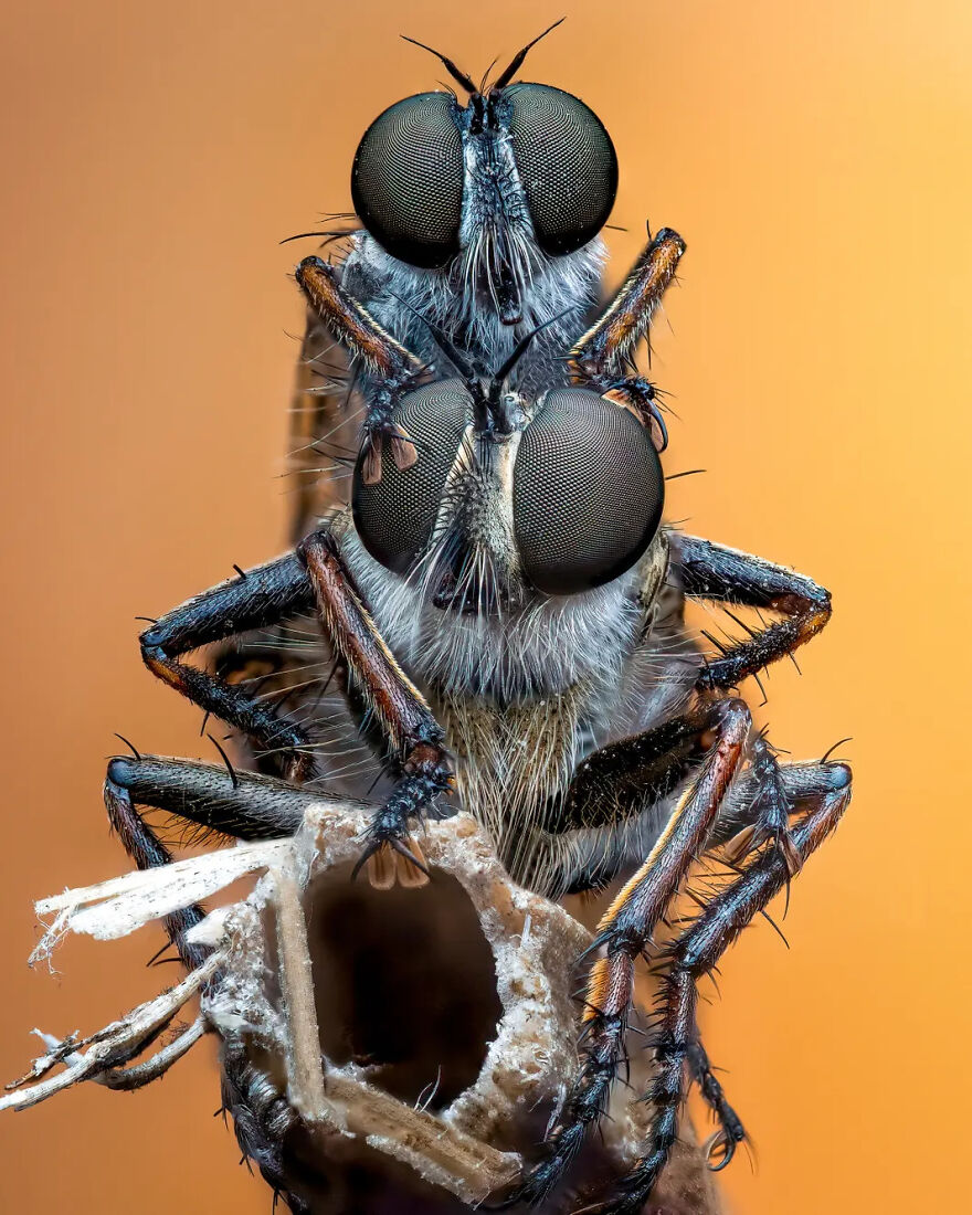 Photograph By Pete Burford/Royal Entomological Society