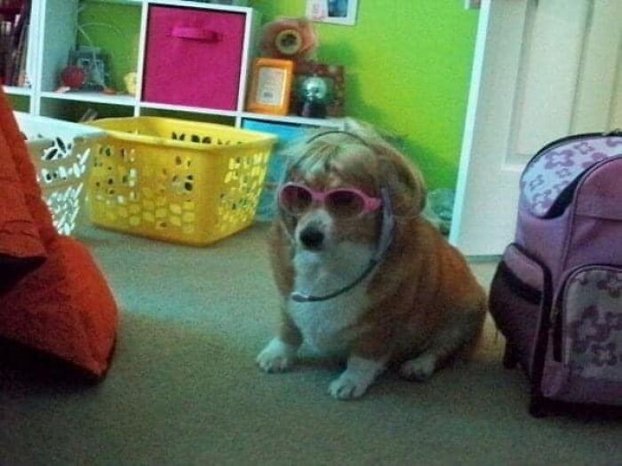 I Feel Like This Photo Would Be Appreciated Here. So Enjoy My Dog In Her Hannah Montana Fit 😂 Circa 2010