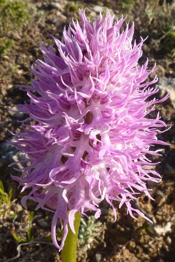 close up view of Orchis Italica flower