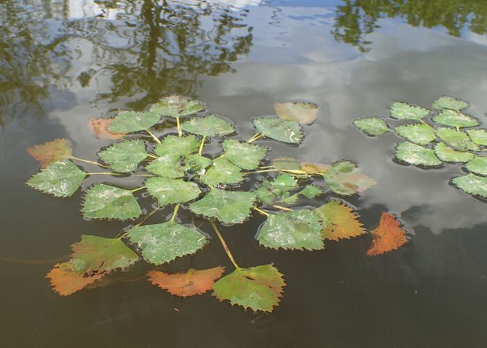 close up view of Trapa Natans plant in water