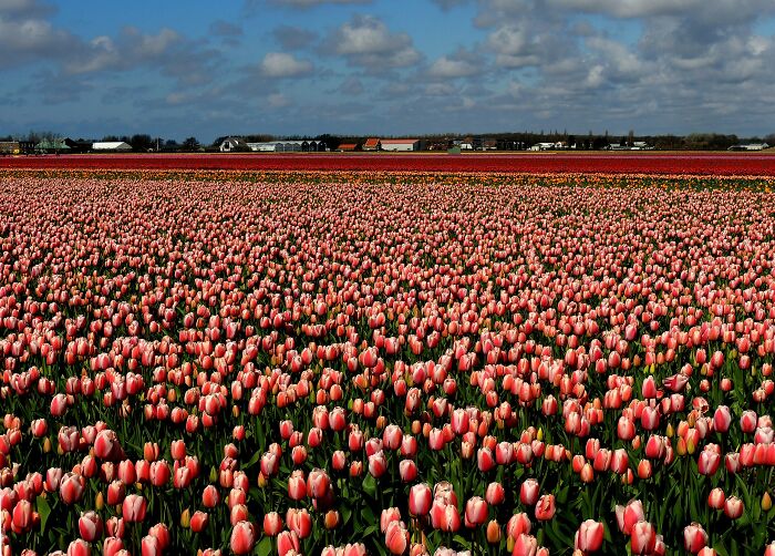 Tulip field 