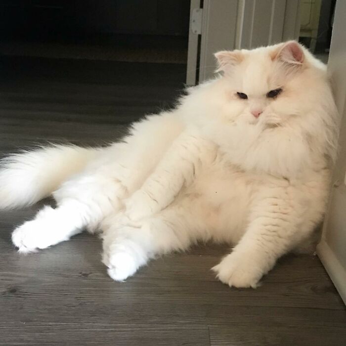 Rescued Cat Silas Surprises His Forever Family With His True Fluff Form As His Pictures Go Viral On Social Media Rescued Cat Silas Surprises His Forever Family With His True Fluff Form As His Pictures Go Viral On Social Media