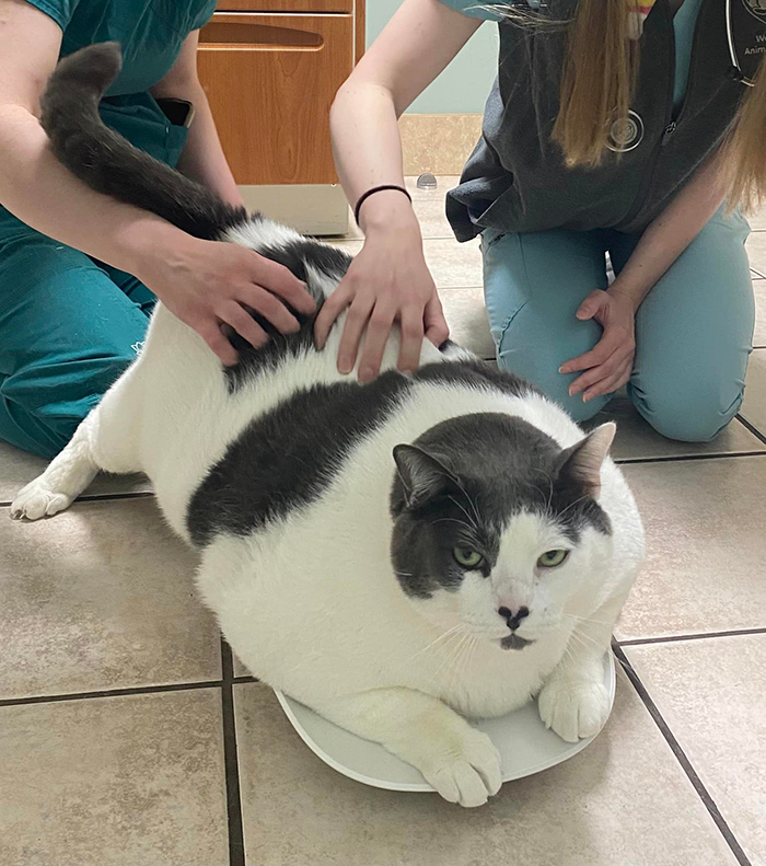 The Journey Of Patches, A 40-Pound Cat, Begins Anew After He Gets Adopted And Is Put On A Special Diet