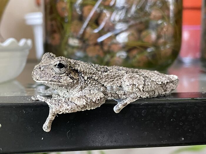 This Is Froakie, The Grey Tree Frog Who Lived In My House This Winter After Hiding Until It Was Well Past Freezing In My Plant Shelf