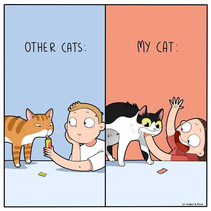 46 New Hilarious Comics About The Realistic Life Of Cat Owners