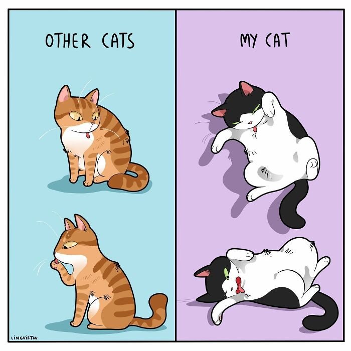 46 New Hilarious Comics About The Realistic Life Of Cat Owners